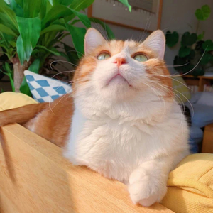 范冰冰被黑人伦轩
